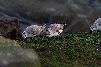 ミユビシギ 稲毛海浜公園 2020年2月2日(日)