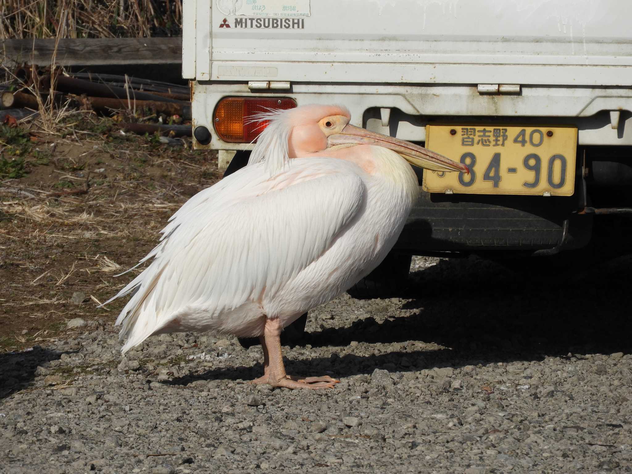 モモイロペリカン