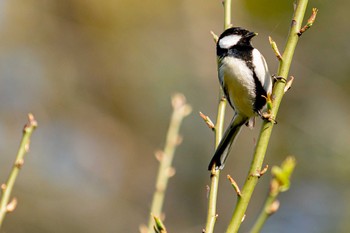 シジュウカラ じゅん菜池公園 2020年4月11日(土)