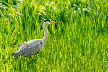 アオサギ じゅん菜池公園 2020年4月11日(土)