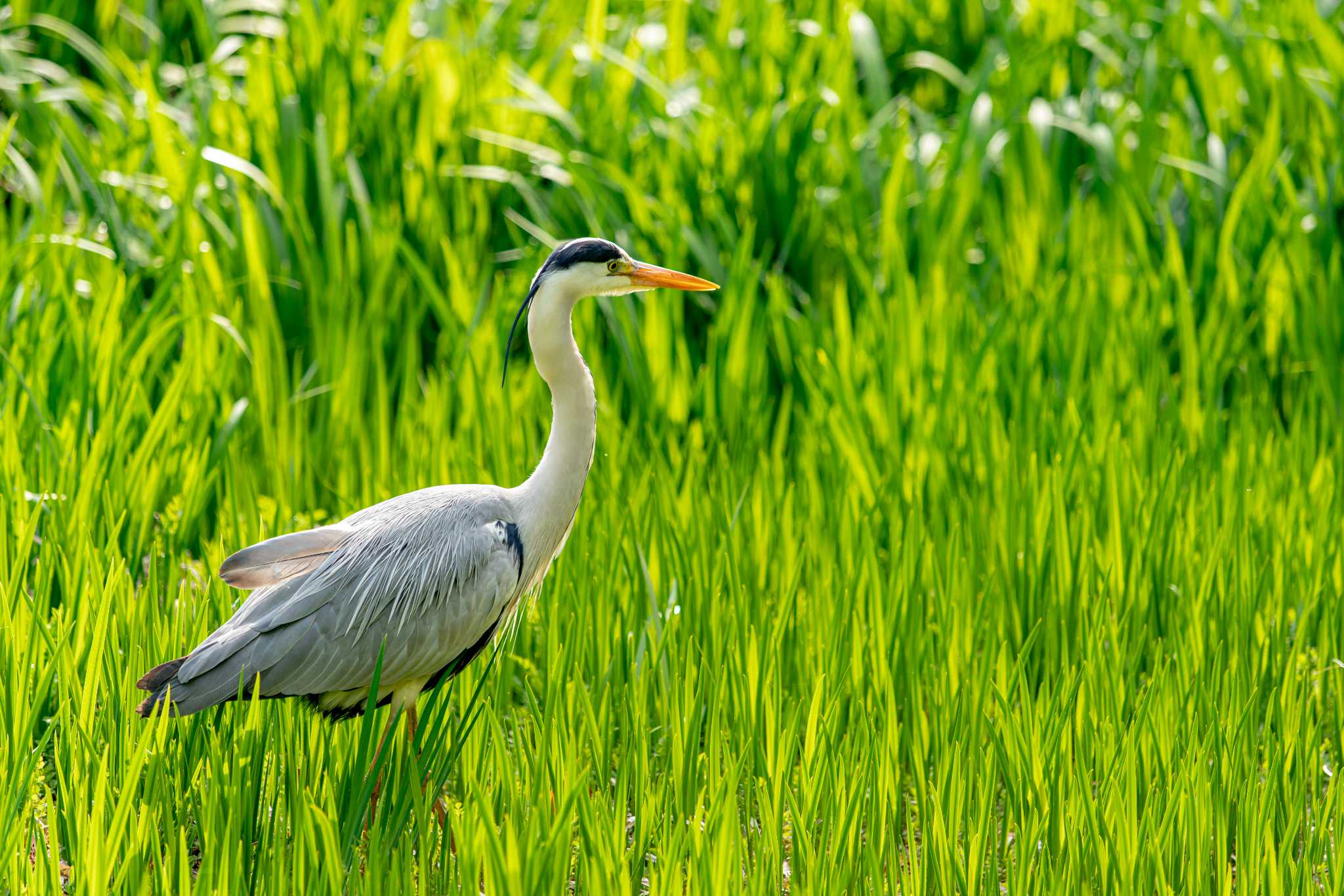 じゅん菜池公園 アオサギの写真 by taro_509