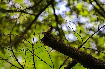 2021年6月12日(土) 軽井沢野鳥の森の野鳥観察記録