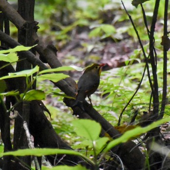 ソウシチョウ 高尾山 2021年6月21日(月)