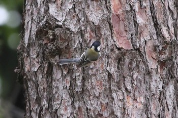 Japanese Tit 夙川河川敷公園 Sun, 5/16/2021