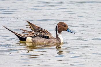 Northern Pintail 加古川河口 Sun, 6/6/2021