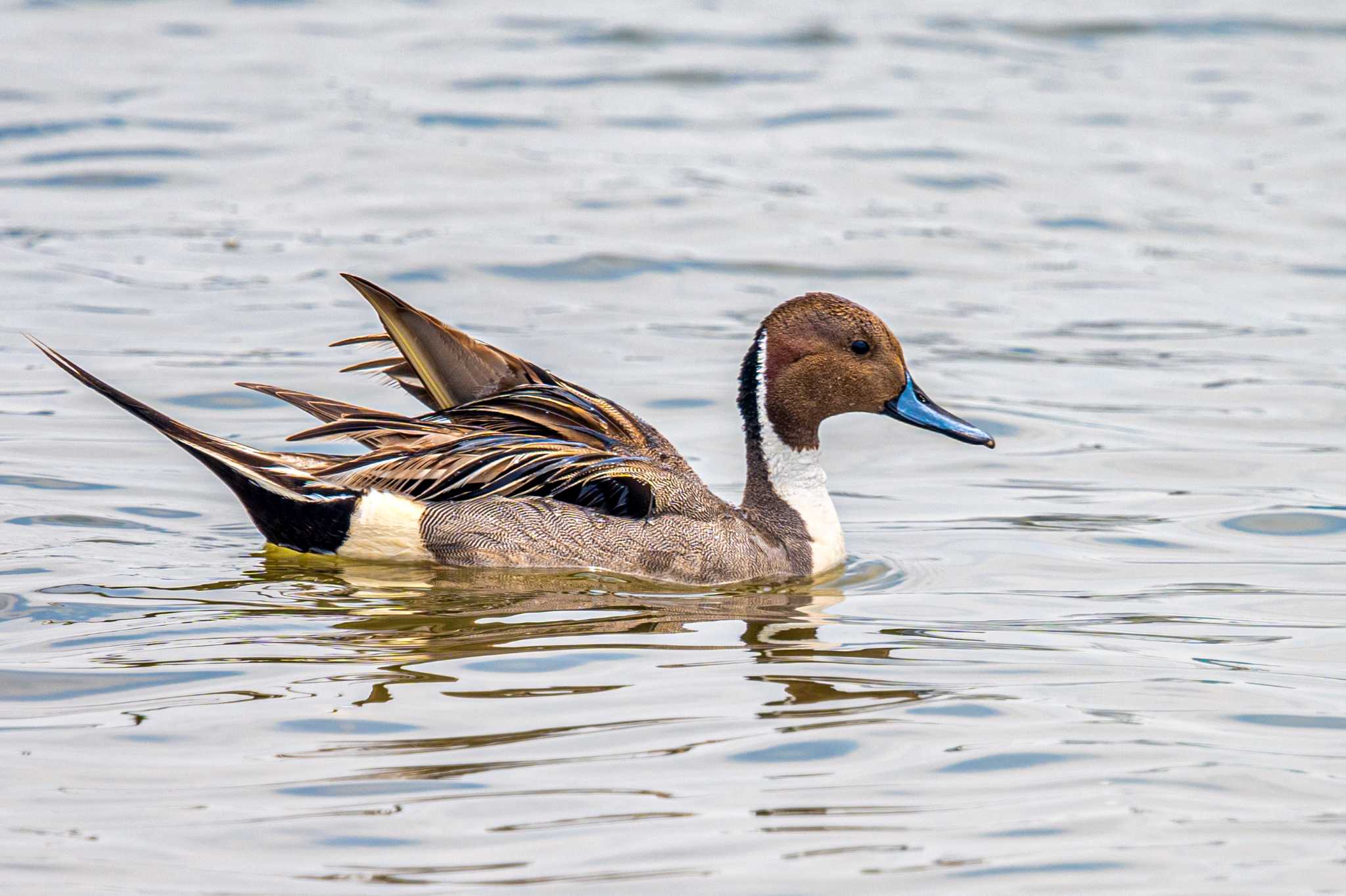 Photo of Northern Pintail at 加古川河口 by ときのたまお