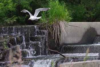 2021年6月25日(金) 福井緑地(札幌市西区)の野鳥観察記録