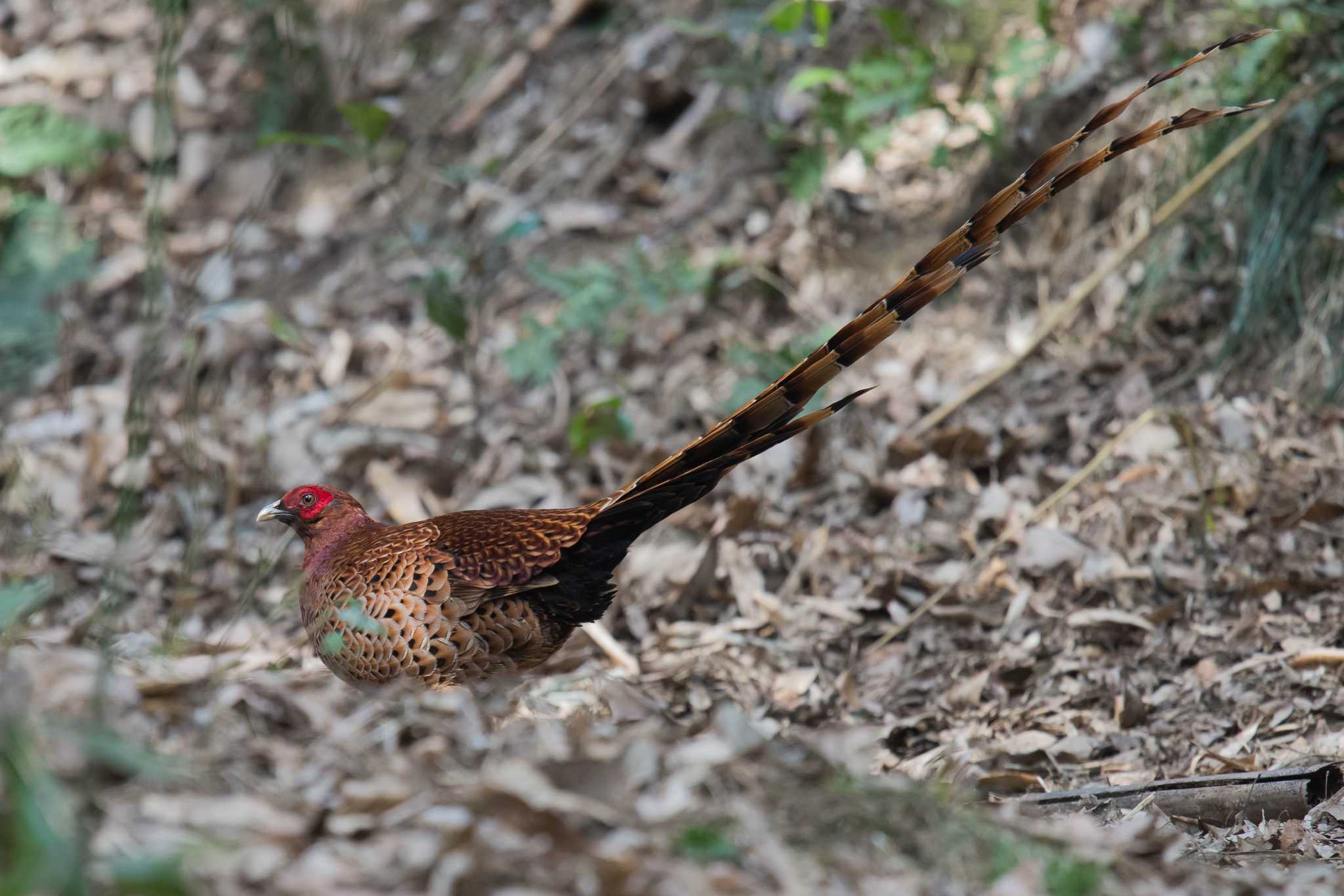 Photo of Copper Pheasant at  by Tanago Gaia (ichimonji)