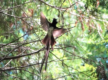 2020年5月28日(木) 瀬戸市の野鳥観察記録