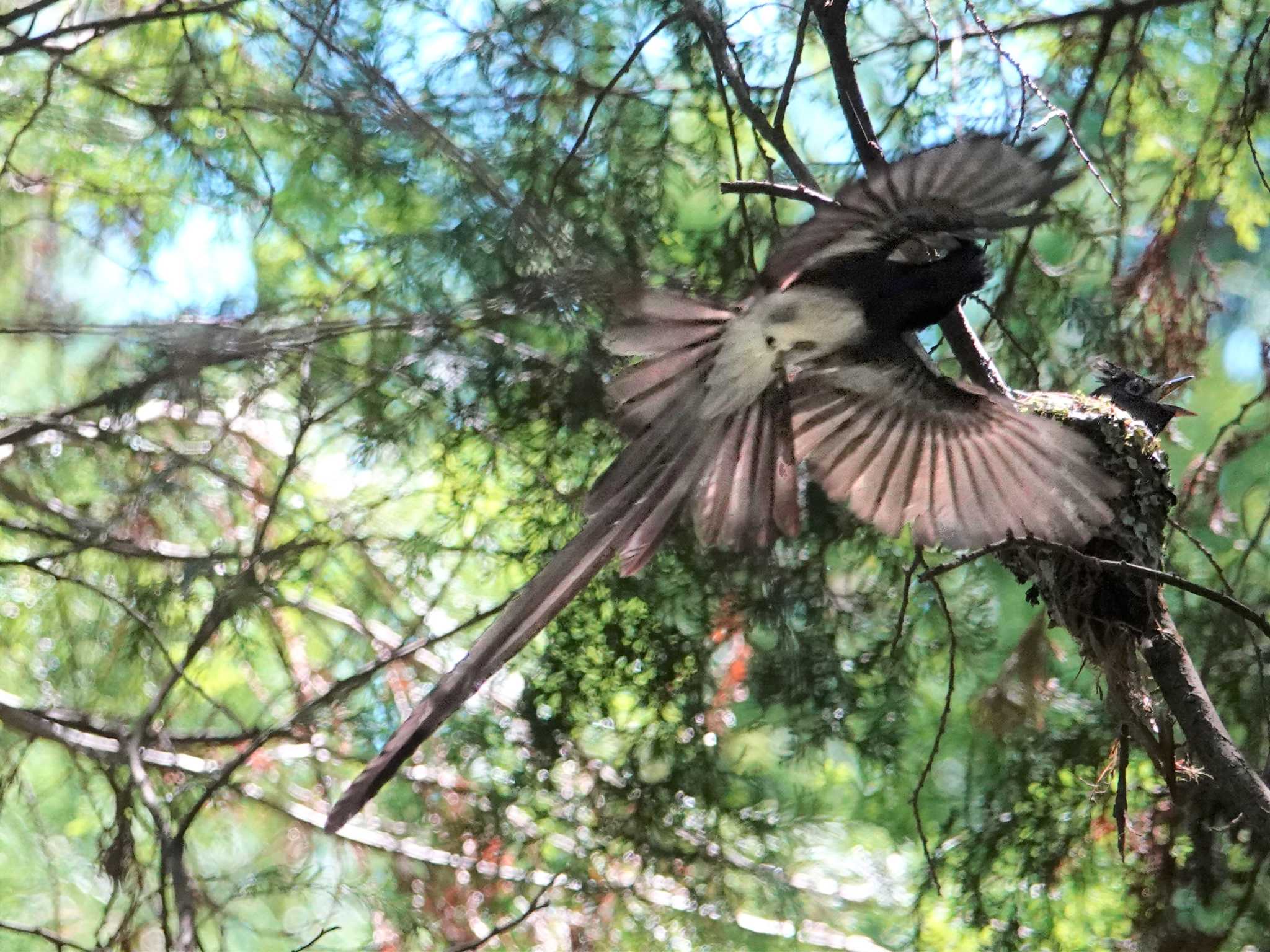 サンコウチョウ