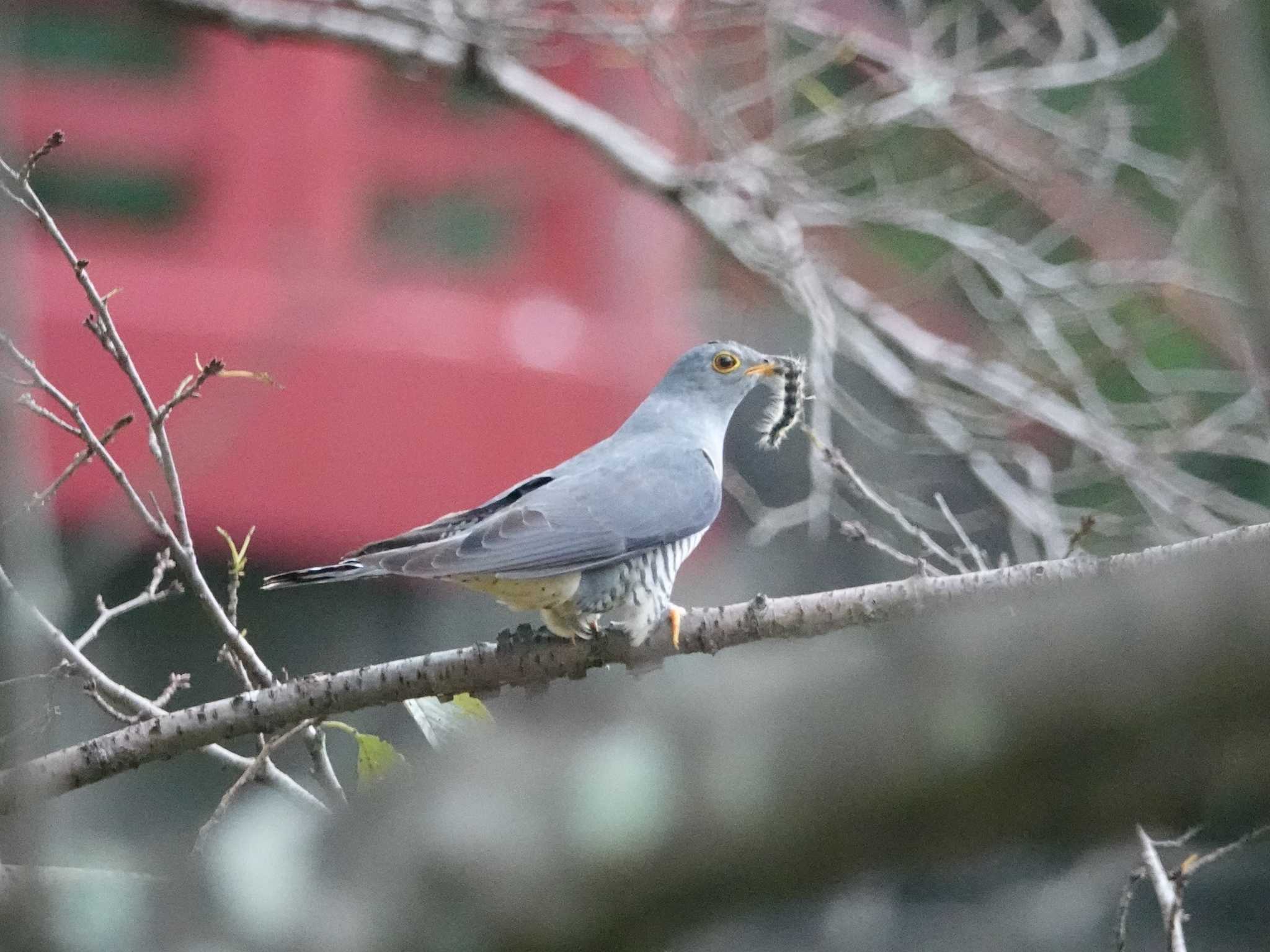 定光寺公園 ツツドリの写真 by KazuIson