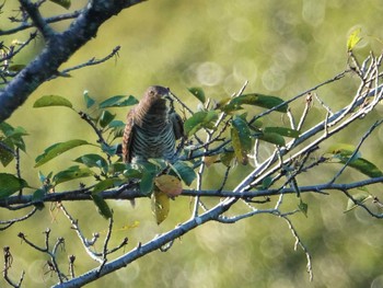 2020年9月2日(水) 定光寺公園の野鳥観察記録