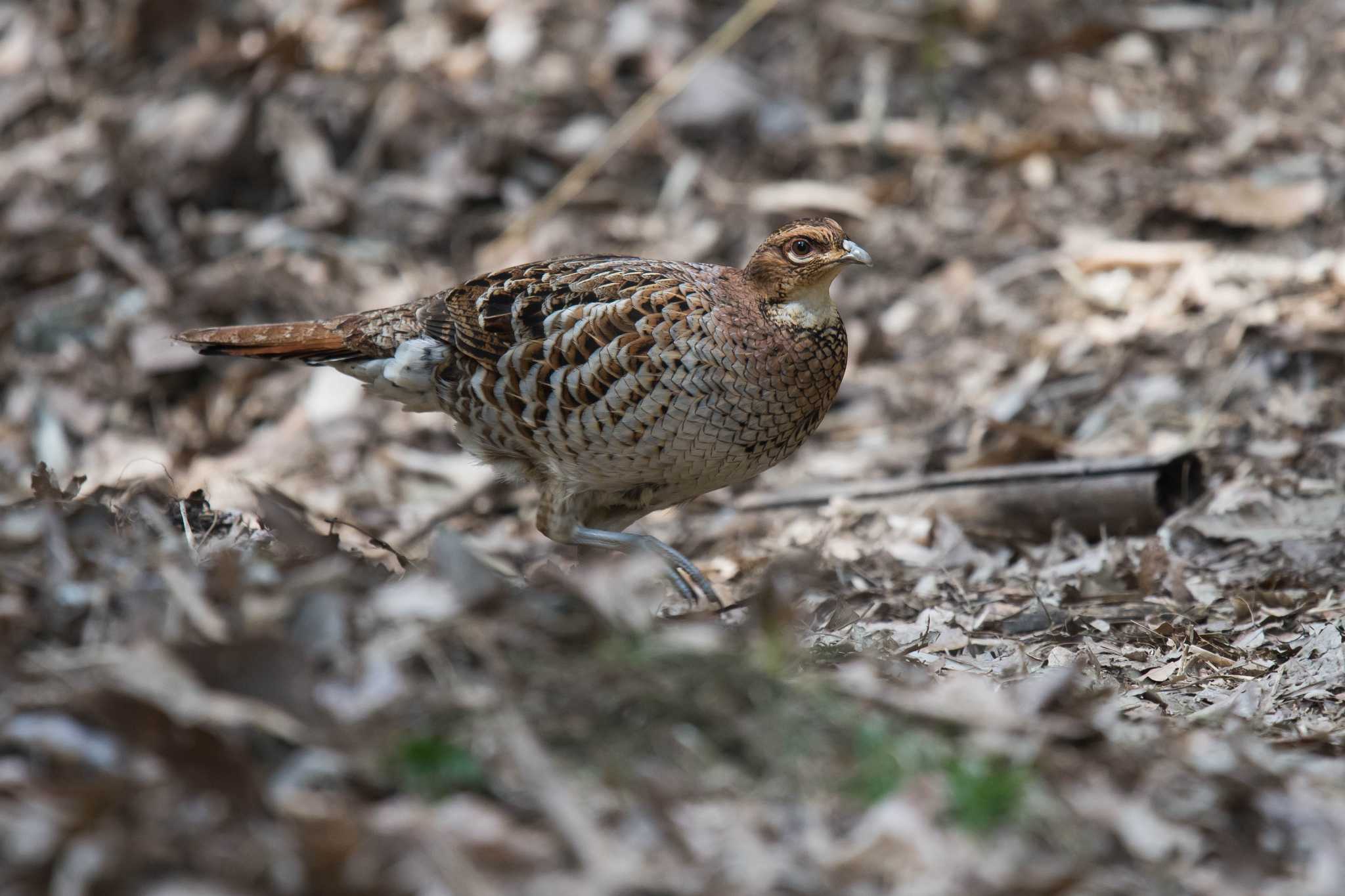 Photo of Copper Pheasant at  by Tanago Gaia (ichimonji)