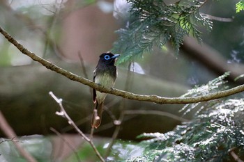 サンコウチョウ 場所が不明 撮影日未設定