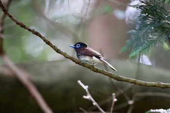 サンコウチョウ 場所が不明 撮影日未設定