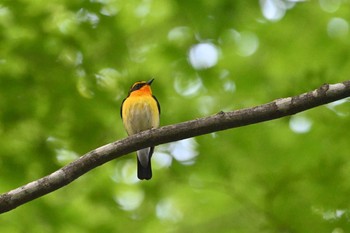 Narcissus Flycatcher 長倉神社 Fri, 6/25/2021