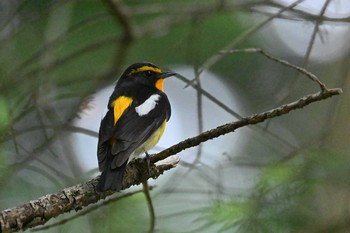 Narcissus Flycatcher 長倉神社 Fri, 6/25/2021