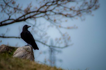 Large-billed Crow 古室山 Sat, 3/25/2017