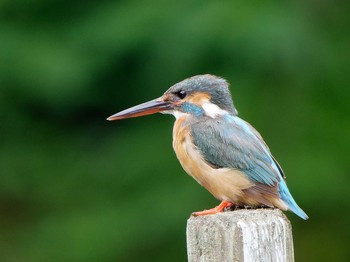 2021年6月24日(木) 舞岡公園の野鳥観察記録