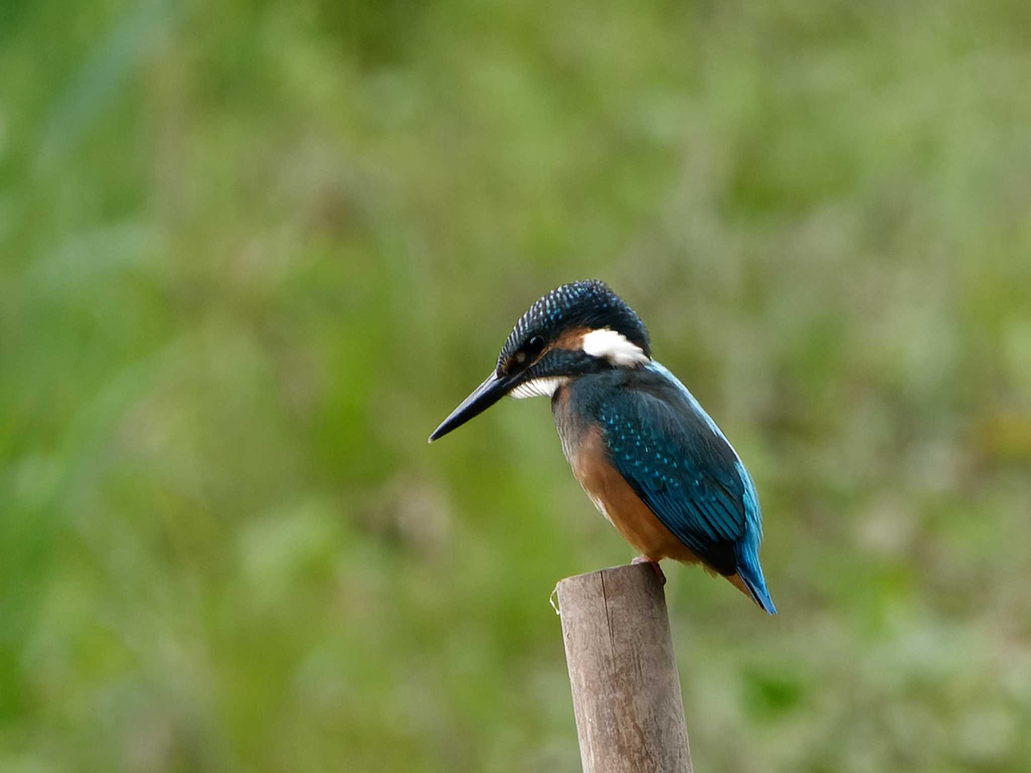 カワセミ