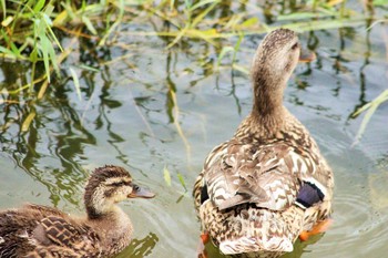 Eastern Spot-billed Duck 大阪府 Sat, 6/19/2021