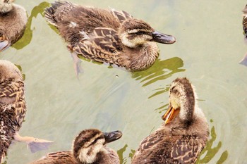 Eastern Spot-billed Duck 大阪府 Sat, 6/19/2021