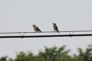 2021年6月18日(金) 北海道空知の野鳥観察記録