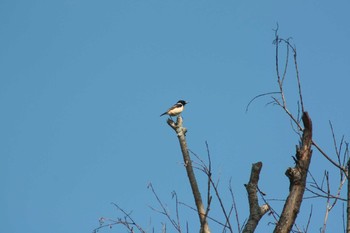 2021年6月12日(土) 北海道空知の野鳥観察記録