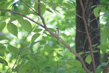 2021年6月13日(日) 北海道十勝の野鳥観察記録