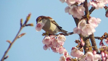 ニュウナイスズメ 埼玉県 2017年3月25日(土)