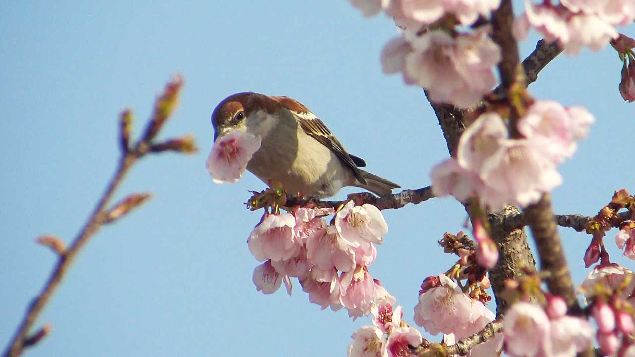 ニュウナイスズメのラッパ by Birdlover.jp