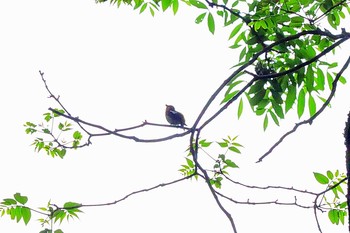 2021年6月24日(木) 戸隠森林植物園(戸隠森林公園)の野鳥観察記録