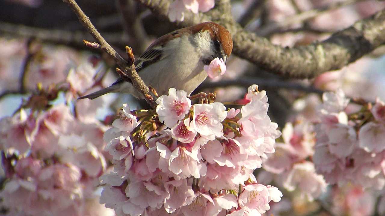 寒桜にニュウナイスズメ by Birdlover.jp