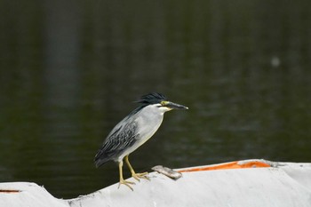 ササゴイ 都立浮間公園 2021年6月15日(火)