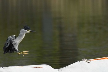 ササゴイ 都立浮間公園 2021年6月15日(火)