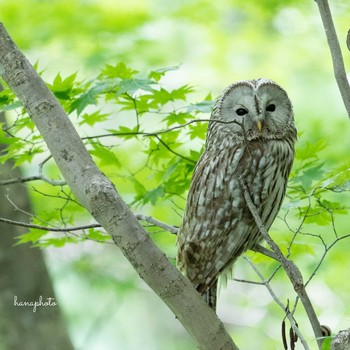 Ural Owl(japonica) 北海道 Unknown Date