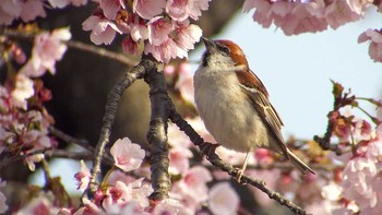 Russet Sparrow 埼玉県 Sat, 3/25/2017