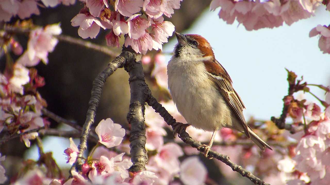 寒桜にニュウナイスズメ by Birdlover.jp