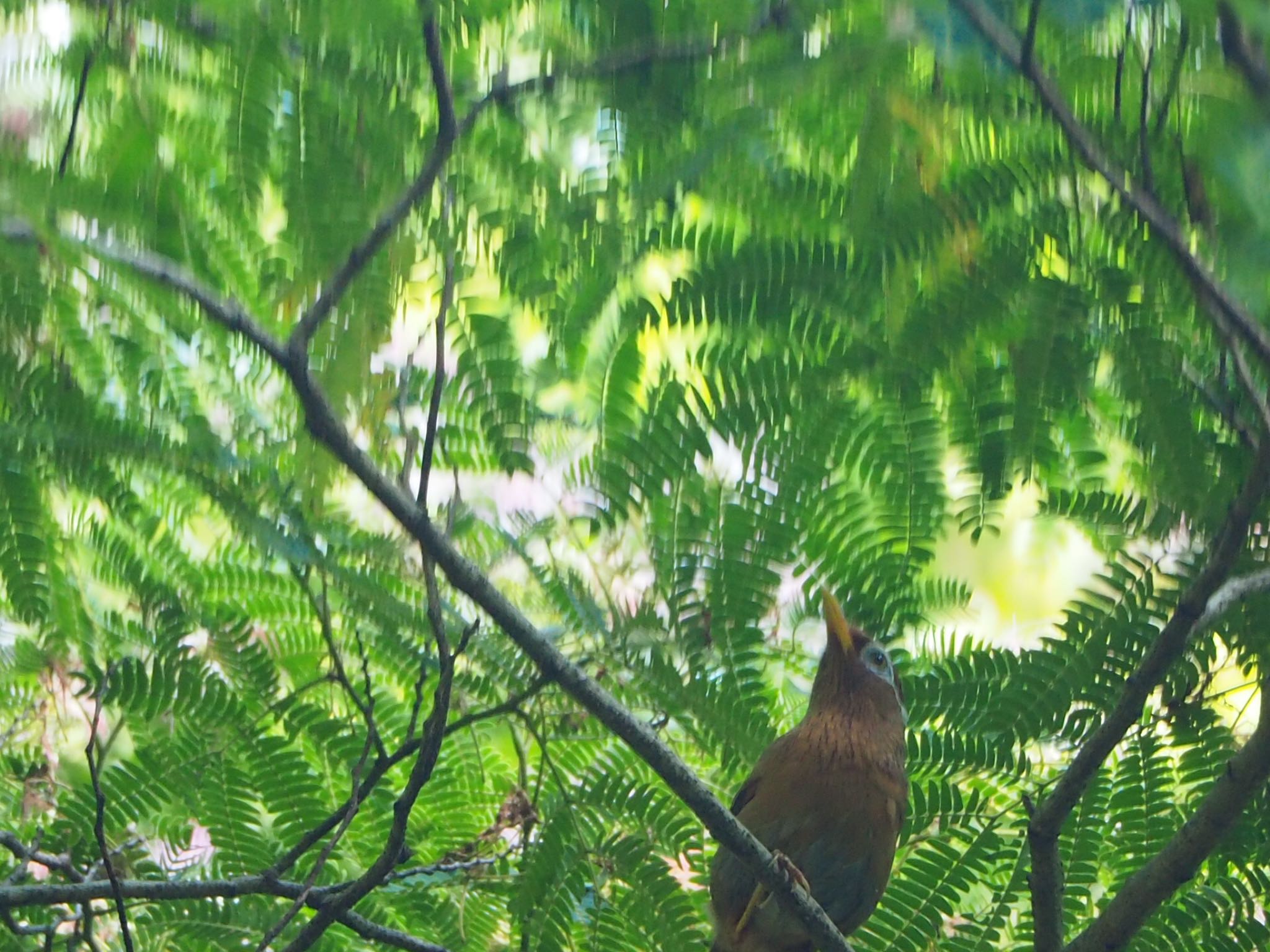 秋ヶ瀬公園付近 ガビチョウの写真 by mk623