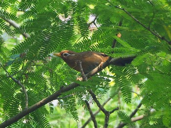2021年6月26日(土) 秋ヶ瀬公園付近の野鳥観察記録
