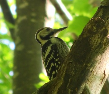 White-backed Woodpecker(subcirris) Nishioka Park Sat, 6/26/2021