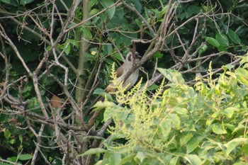 2021年6月26日(土) 多摩川二ヶ領宿河原堰の野鳥観察記録