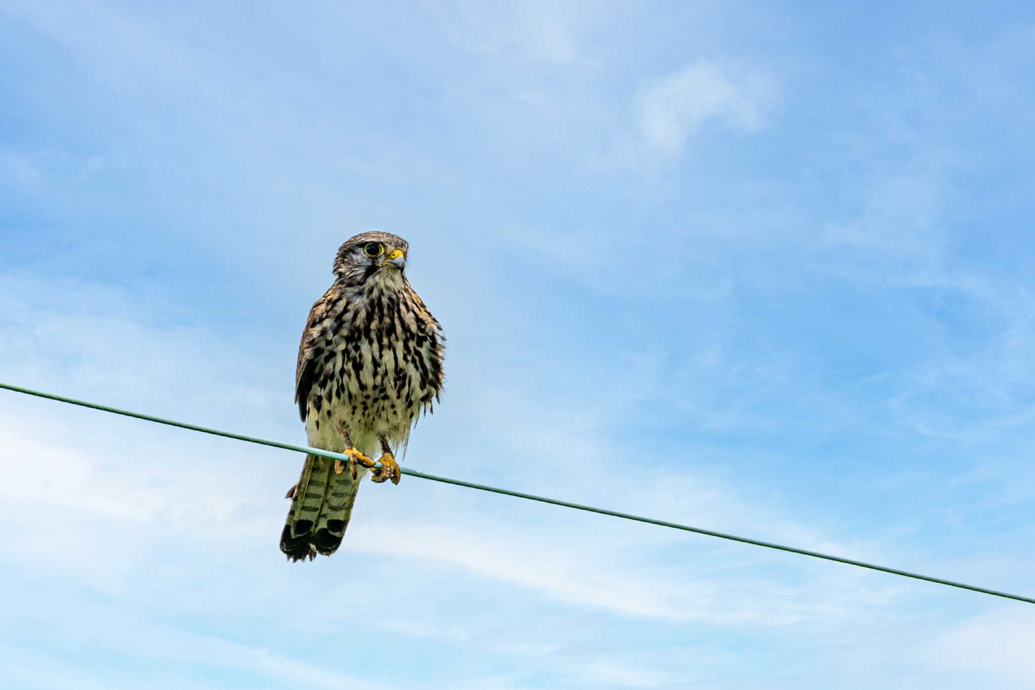 Photo of Common Kestrel at 神戸市西区岩岡町 by ときのたまお