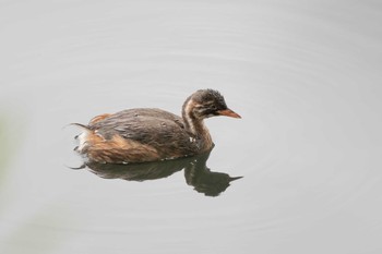 2021年6月25日(金) 三ツ池公園(横浜市鶴見区)の野鳥観察記録