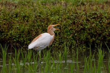 Eastern Cattle Egret 京都府木津川市 Sat, 6/26/2021