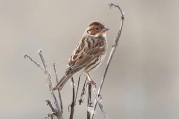 Little Bunting 岡山県 Unknown Date