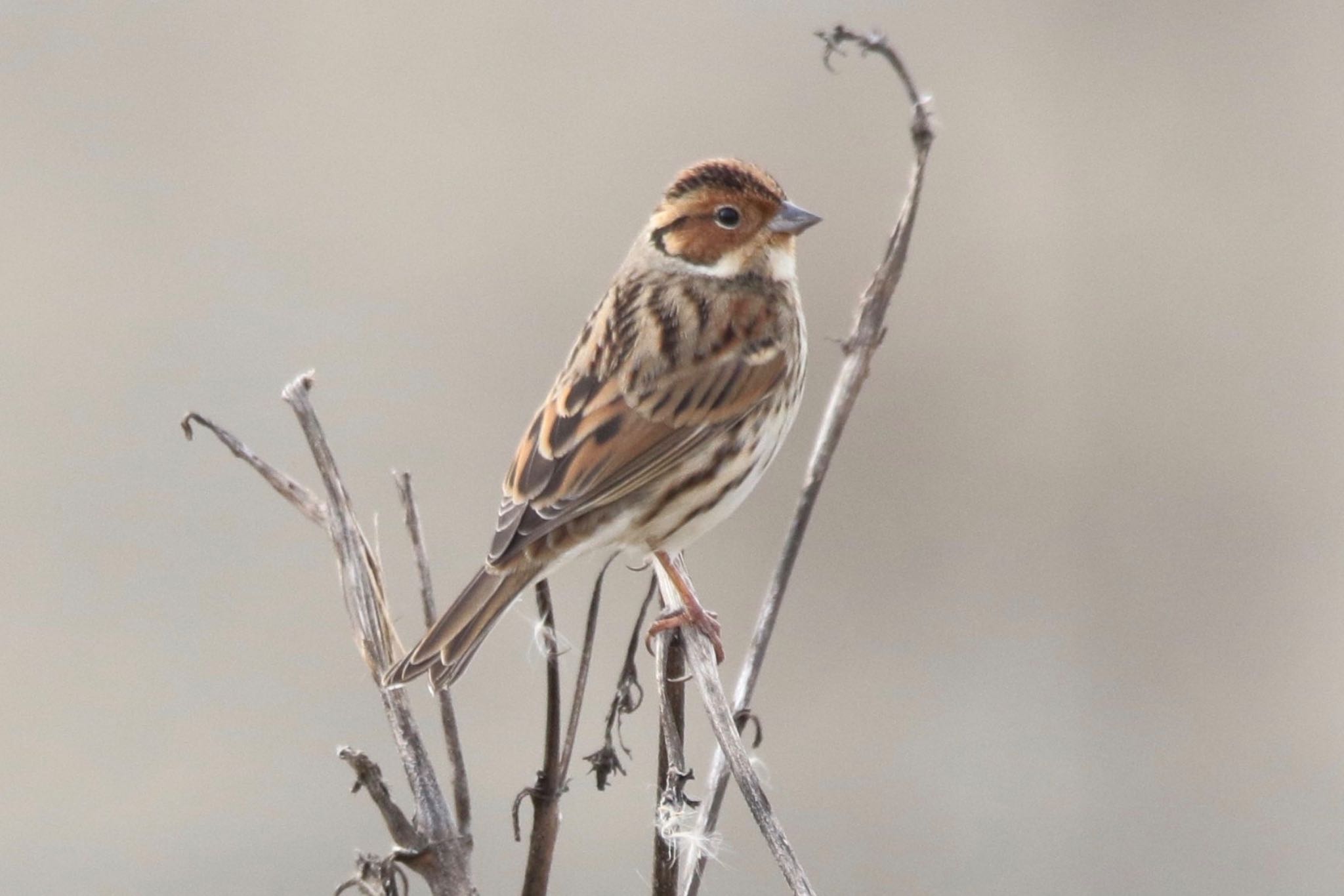 Photo of Little Bunting at 岡山県 by 1t（改）