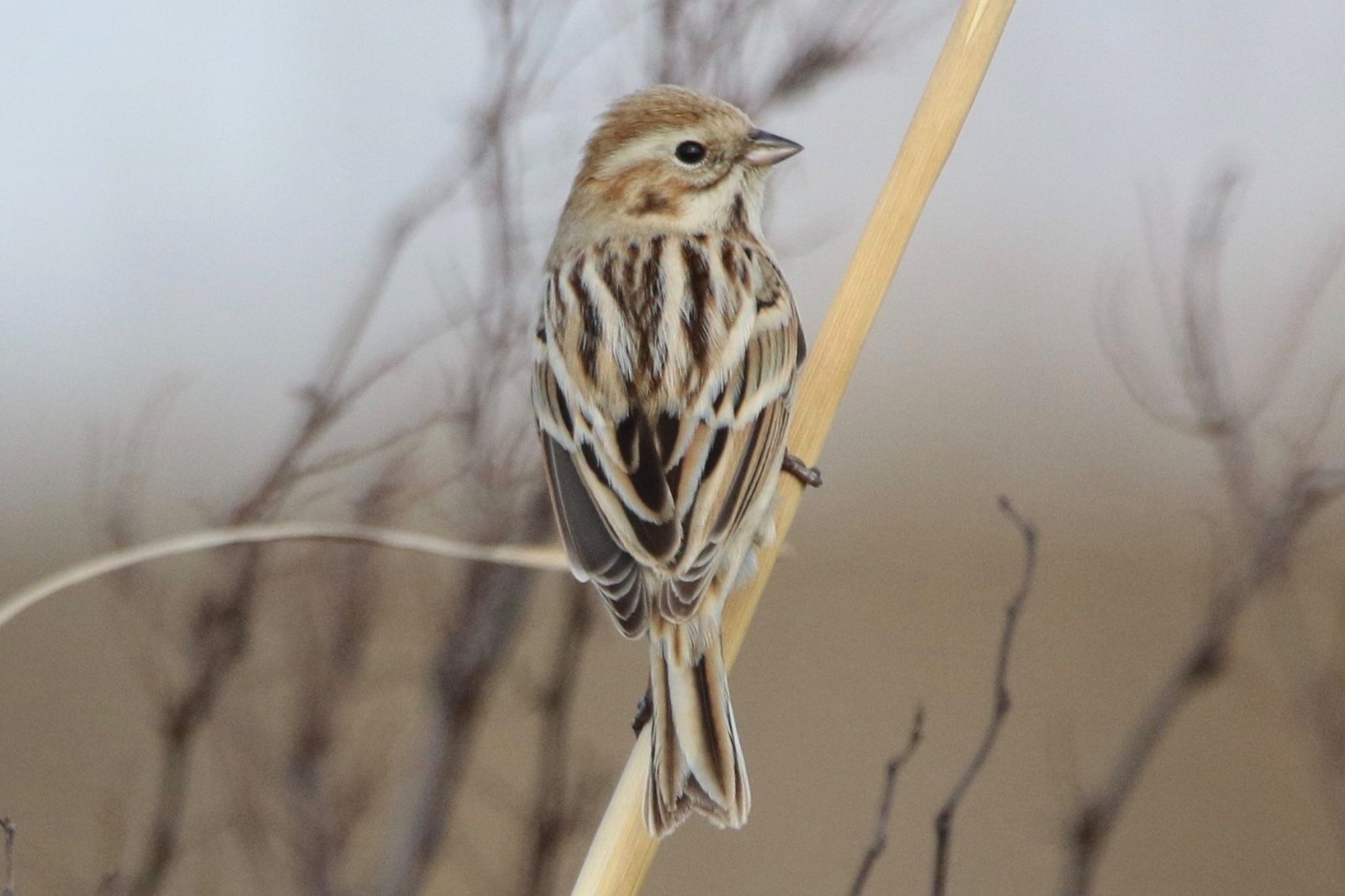 Photo of Pallas's Reed Bunting at  by 1t（改）