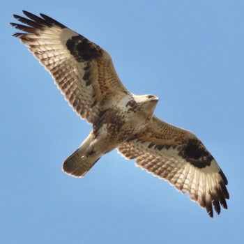 Upland Buzzard Unknown Spots Sat, 2/13/2021