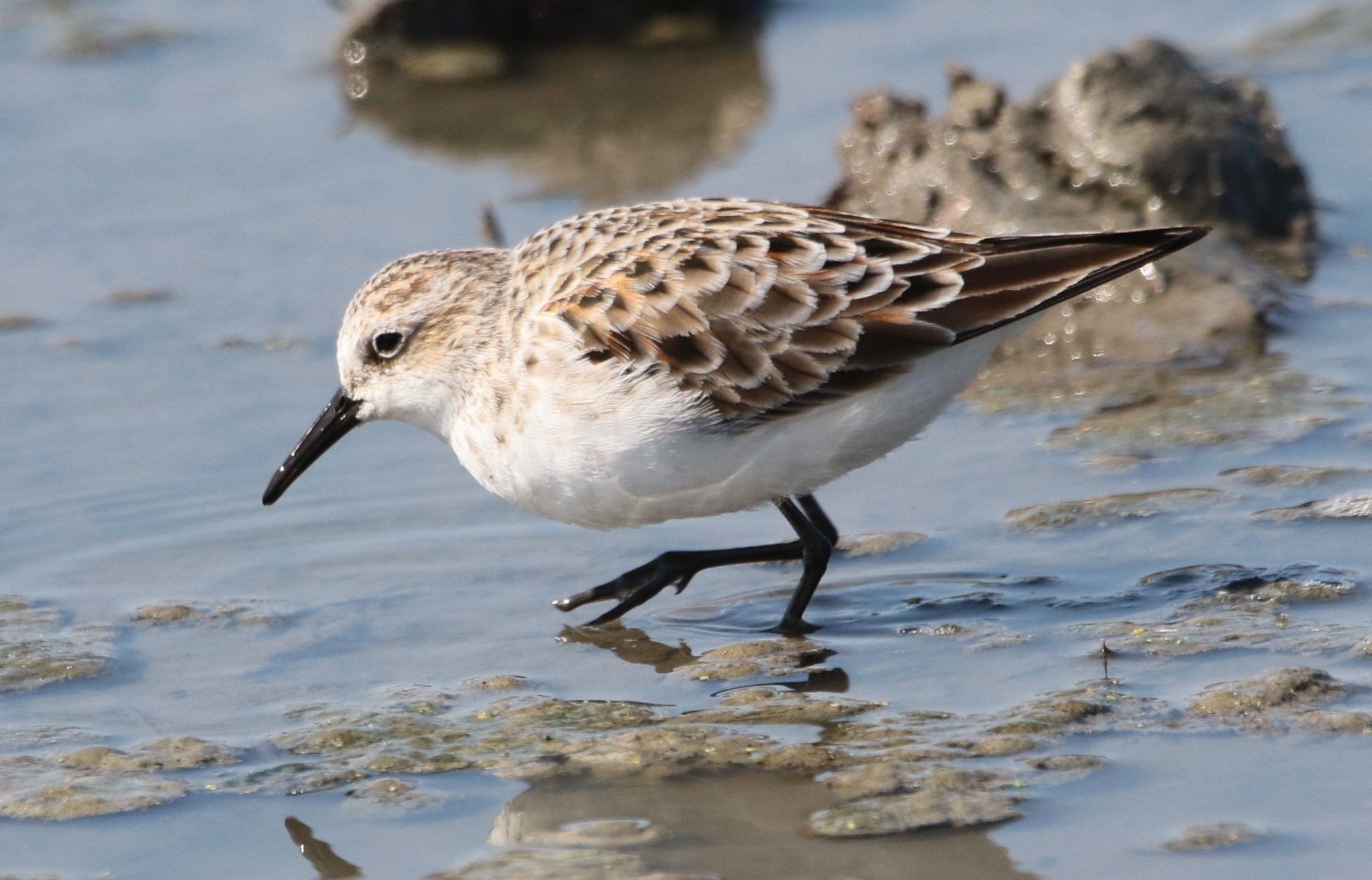 Photo of Little Stint at  by 1t（改）